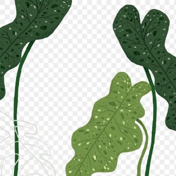 PNG philodendron plant sticker botanical… | Free stock illustration | High Resolution graphic