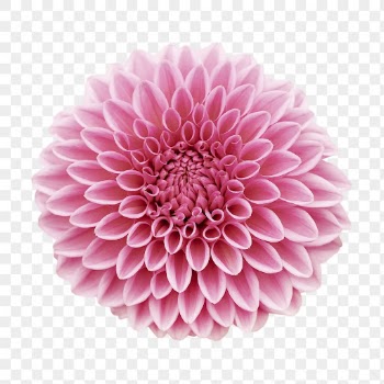 PNG pink ball chrysanthemum, flower | Free PNG - rawpixel