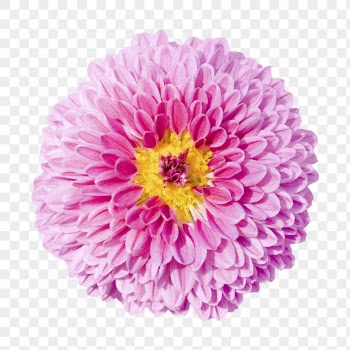 PNG pink ball dahlia, flower | Free PNG - rawpixel