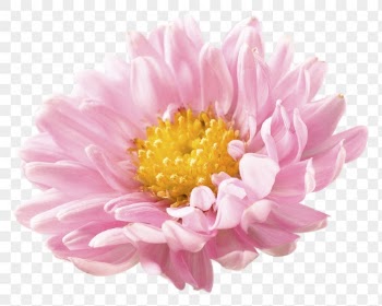 PNG pink chrysanthemum, flower sticker, | Free PNG - rawpixel