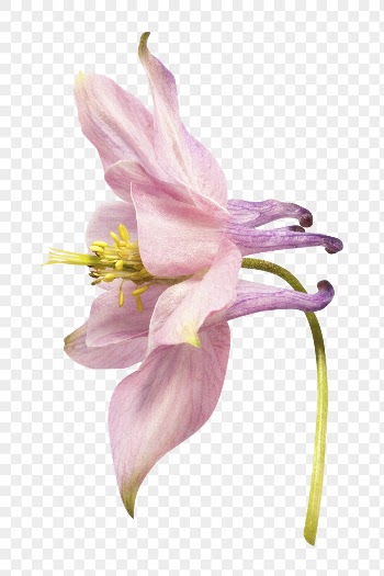 Png pink columbine flower clipart, | Free PNG - rawpixel