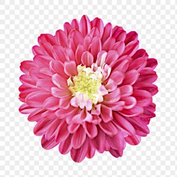 PNG pink dahlia, flower collage | Free PNG - rawpixel