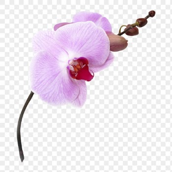 Png pink doritaenopsis orchid, flower | Free PNG - rawpixel