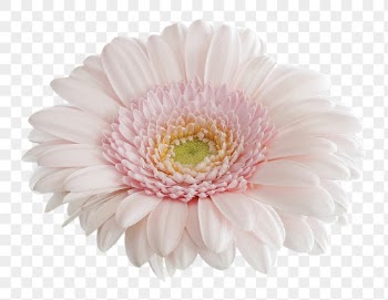 PNG pink gerbera daisy, flower | Free PNG - rawpixel
