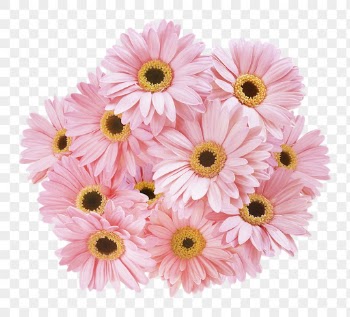 PNG pink gerbera daisy, flower | Free PNG - rawpixel