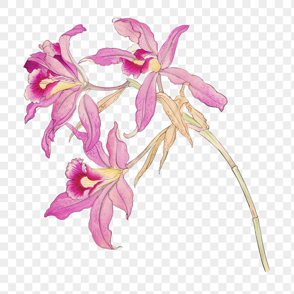 Png pink laelia orchid flower | Free PNG - rawpixel