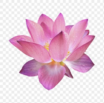 PNG pink lotus, flower collage | Free PNG - rawpixel