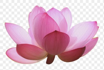 PNG pink lotus, flower collage | Free PNG - rawpixel