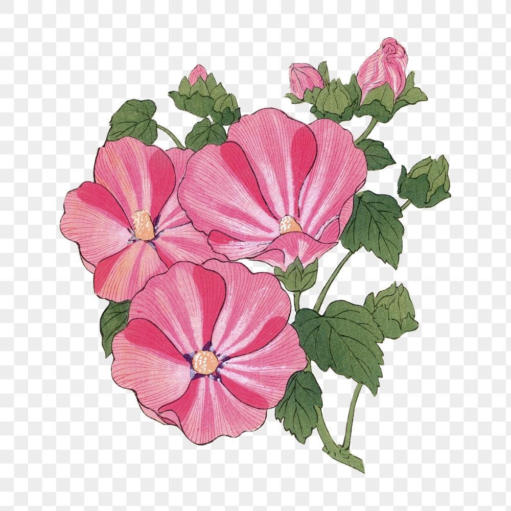 Png pink mallow flower sticker, | Free PNG - rawpixel