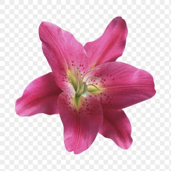 PNG pink oriental lily, flower | Free PNG - rawpixel