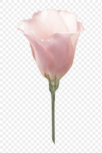 PNG pink Prairie gentian, flower | Free PNG - rawpixel