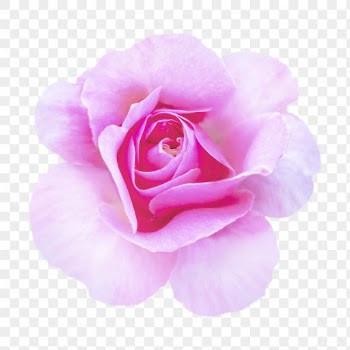 PNG pink queen Elizabeth rose, | Free PNG - rawpixel