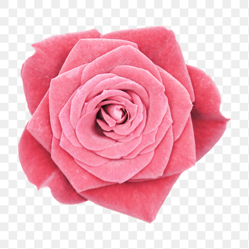 Png pink rose flower sticker, | Free PNG - rawpixel