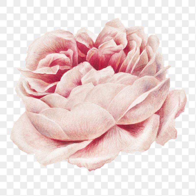 Png pink rose sticker, flower | Free PNG - rawpixel
