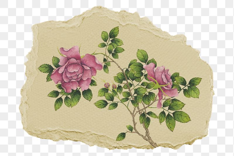 Png pink rose sticker, flower | Free PNG - rawpixel