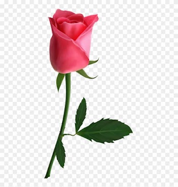 Png 工笔 素材 - Pink Roses Png
