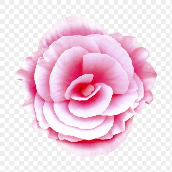 PNG pink tuberous begonia, flower | Free PNG - rawpixel