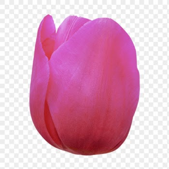 PNG pink tulip, blooming flower | Free PNG - rawpixel