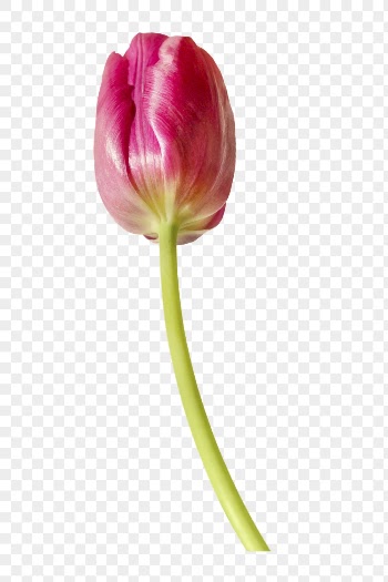 PNG pink tulip, flower sticker, | Free PNG - rawpixel