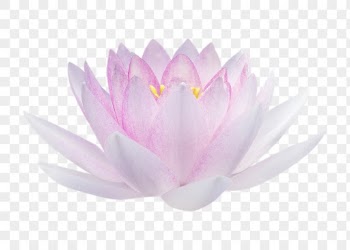 PNG pink water lily, flower | Free PNG - rawpixel