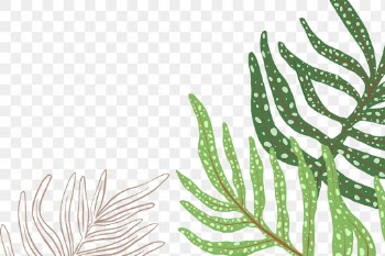 PNG plant fern sticker botanical illustration | Free stock illustration | High Resolution graphic