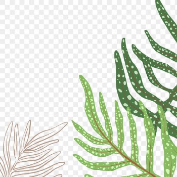 PNG plant fern sticker botanical illustration | Free stock illustration | High Resolution graphic