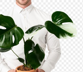 Png plant lover mockup holding potted… | Free stock illustration | High Resolution graphic