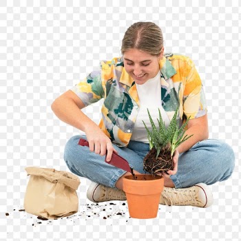 Png plant lover mockup repotting aloe vera | Free stock illustration | High Resolution graphic
