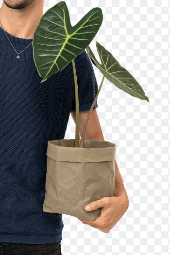 Png plant parent mockup holding potted… | Free stock illustration | High Resolution graphic
