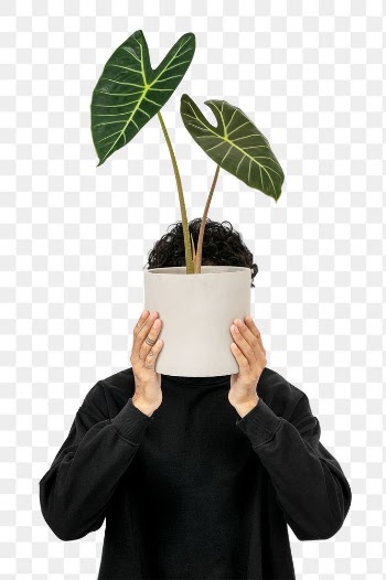 Png plant parent mockup holding potted… | Free stock illustration | High Resolution graphic