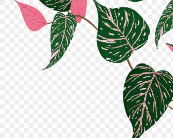 PNG plant sticker botanical illustration | Free stock illustration | High Resolution graphic