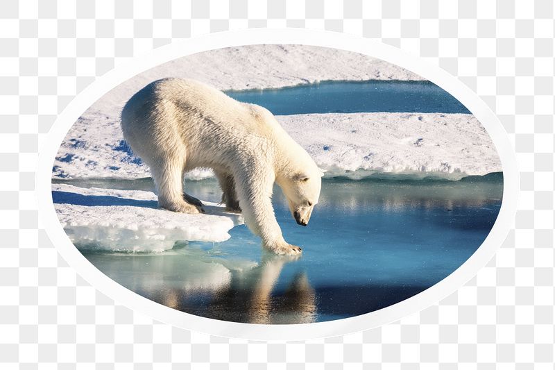 PNG polar bear in Antarctica, | Free PNG - rawpixel