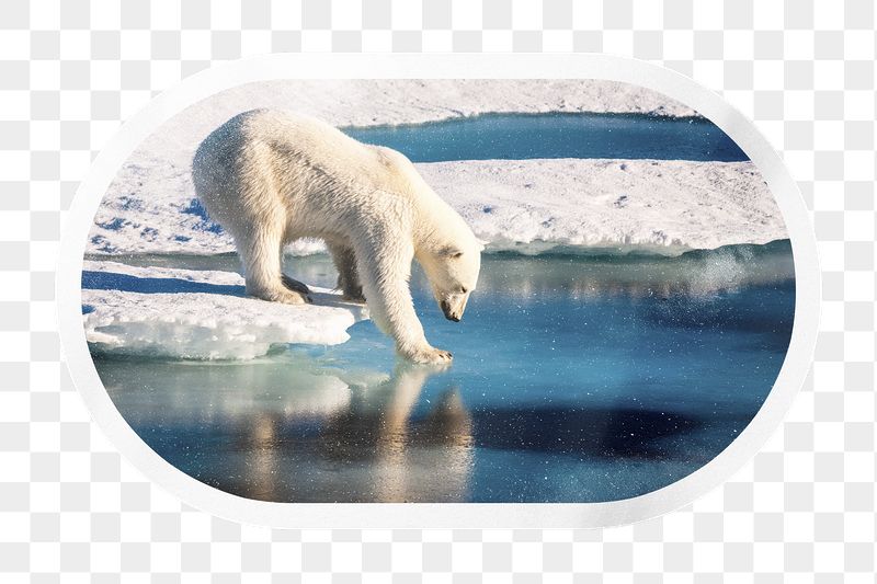 PNG polar bear in Antarctica, | Free PNG - rawpixel