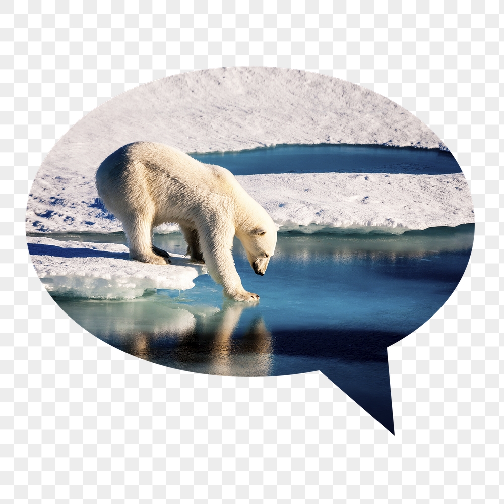 Png polar bear walking on ice | Free PNG - rawpixel