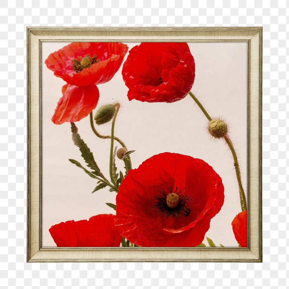 Png poppy flower framed sticker, | Free PNG - rawpixel