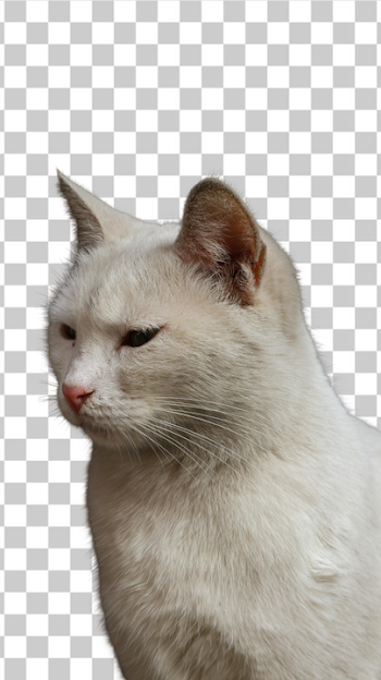 PNG Portrait of a White Cat with Soft Fur
