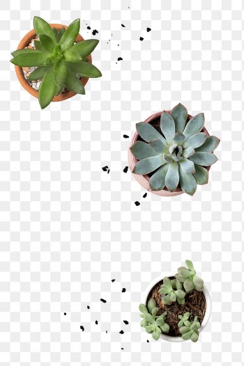 Png potted succulents flat lay border… | Free stock illustration | High Resolution graphic