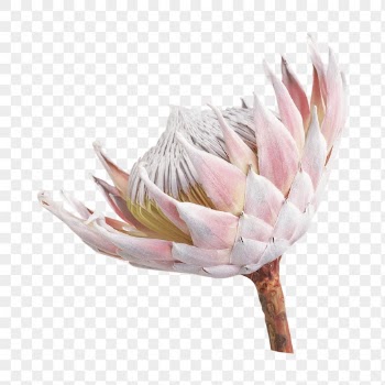 PNG protea, flower collage element, | Free PNG - rawpixel