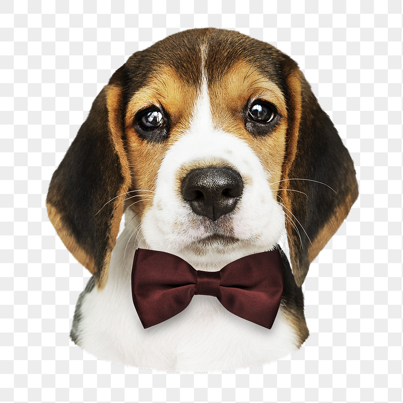 Png puppy wearing bow tie | Free PNG - rawpixel