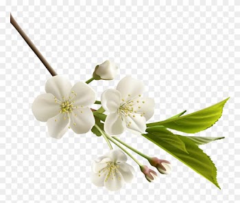 Png Клипарт "beautiful Flowers" - White Cherry Blossom Flower