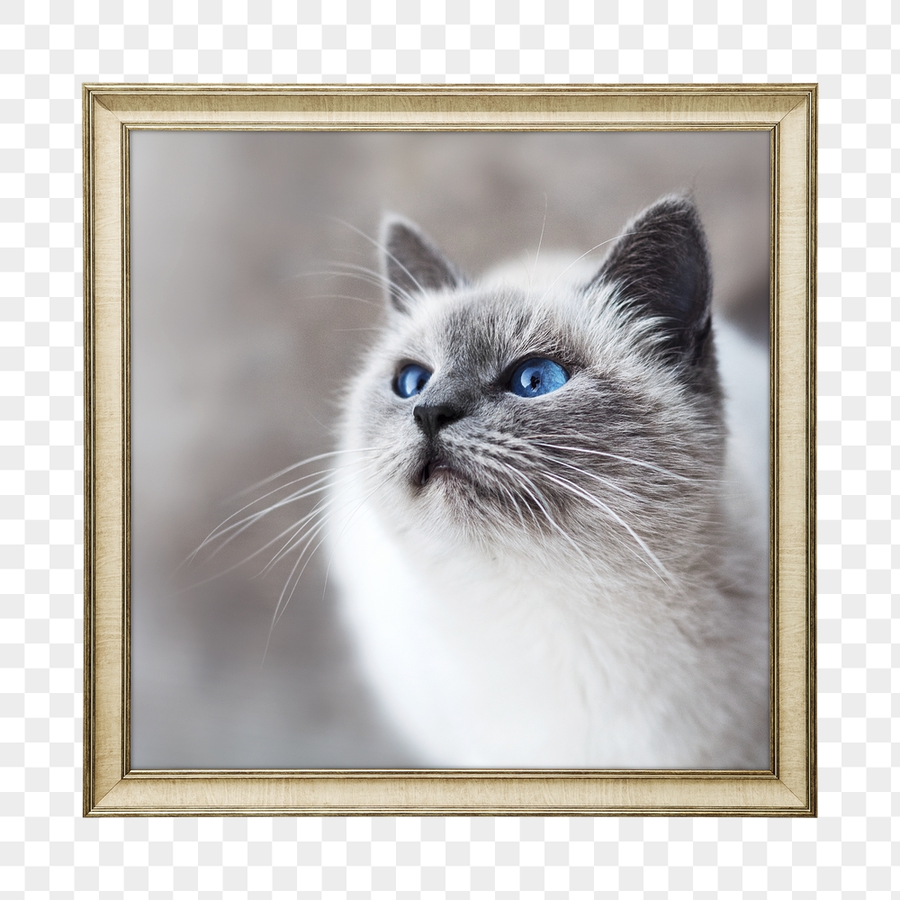 Png ragdoll cat framed sticker, | Free PNG - rawpixel