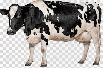 PNG Realistic Holstein Dairy Cow in Profile