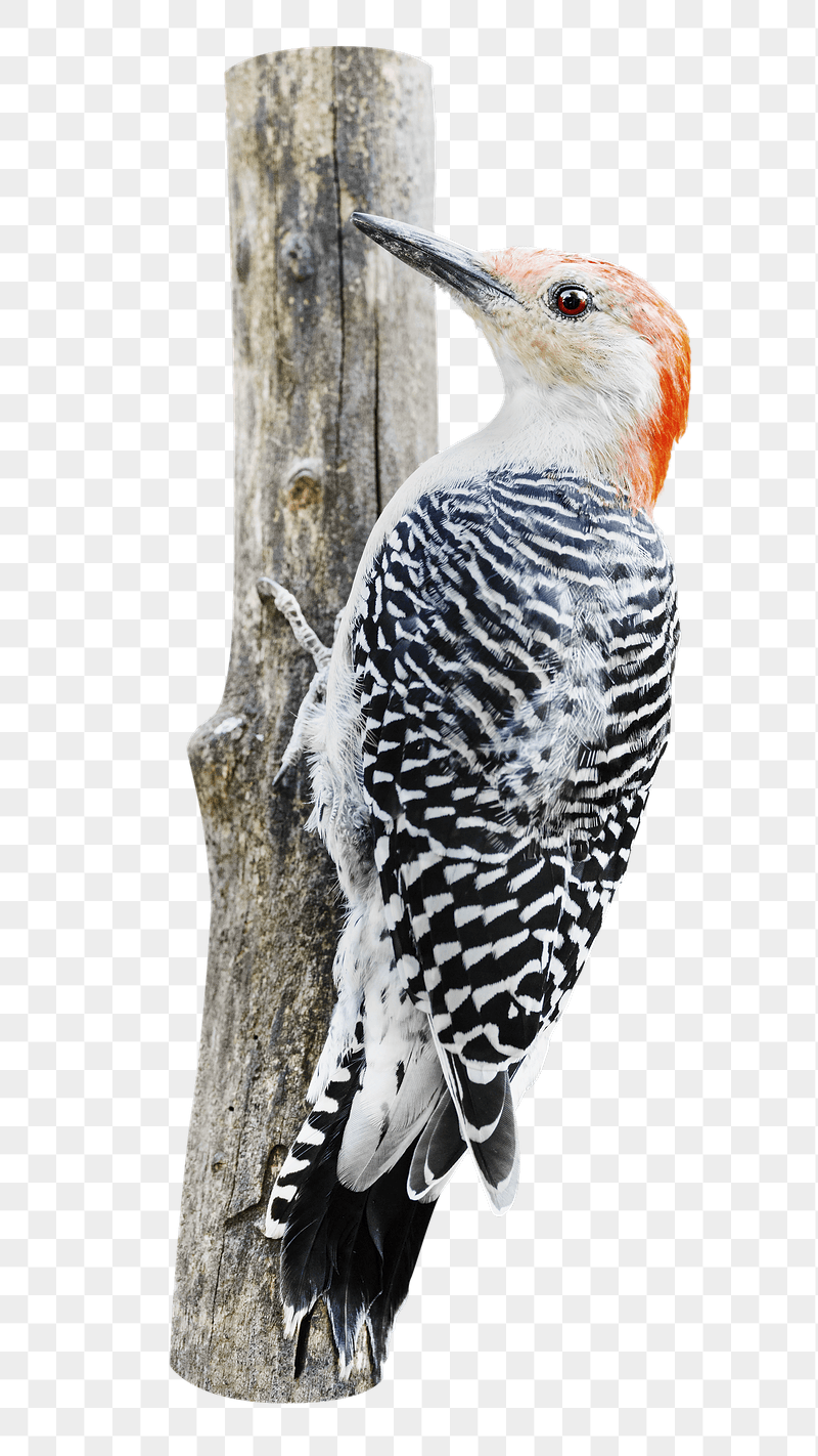 Png red-bellied woodpecker bird sticker, | Free PNG - rawpixel