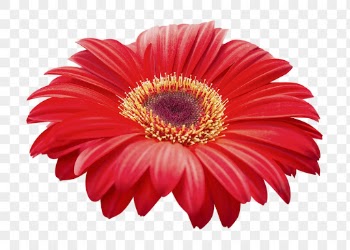 PNG red gerbera daisy, flower | Free PNG - rawpixel