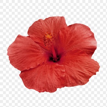 PNG red hibiscus, flower sticker, | Free PNG - rawpixel