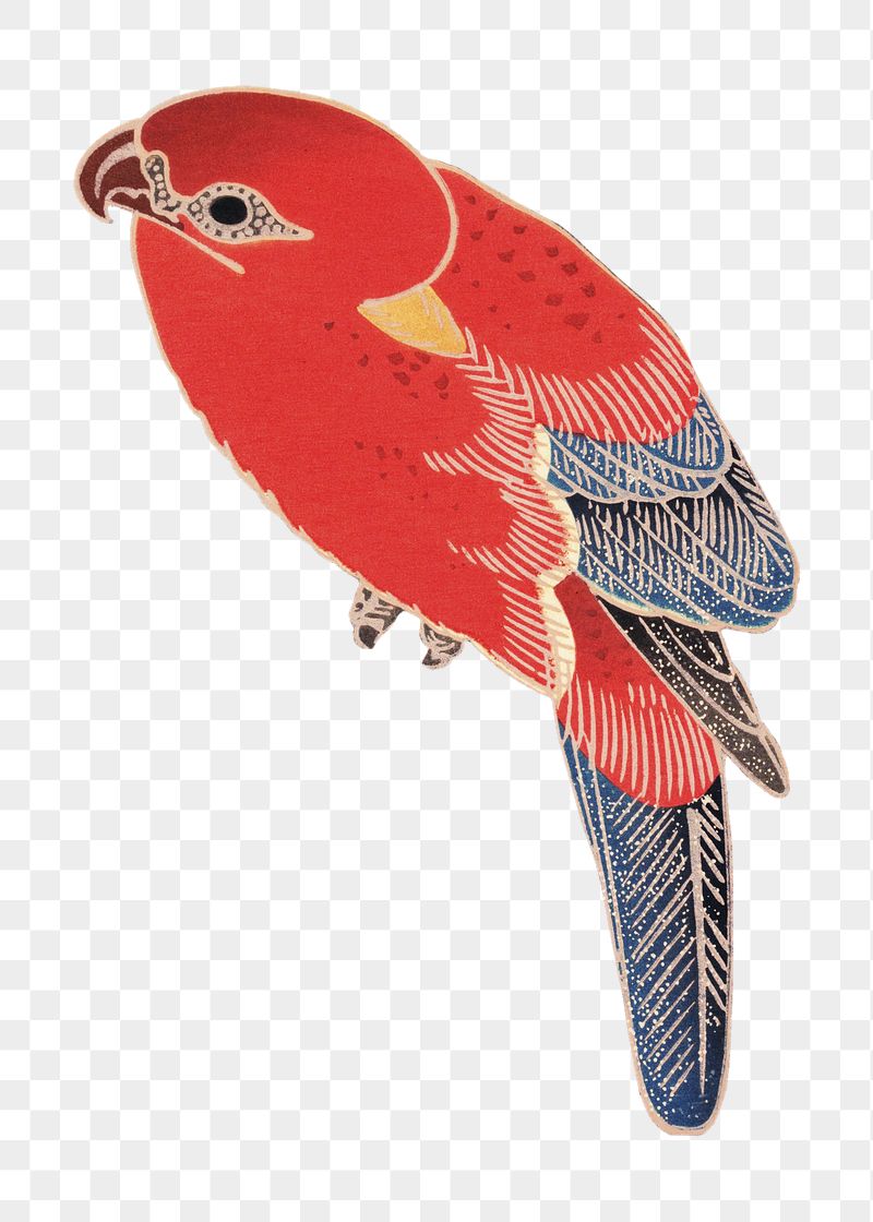 Png red parrot sticker, Ito | Free PNG - rawpixel