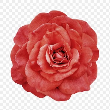 PNG red peony, flower clipart, | Free PNG - rawpixel