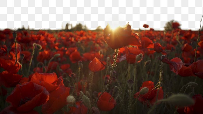 Png red poppies sunset border | Free PNG - rawpixel