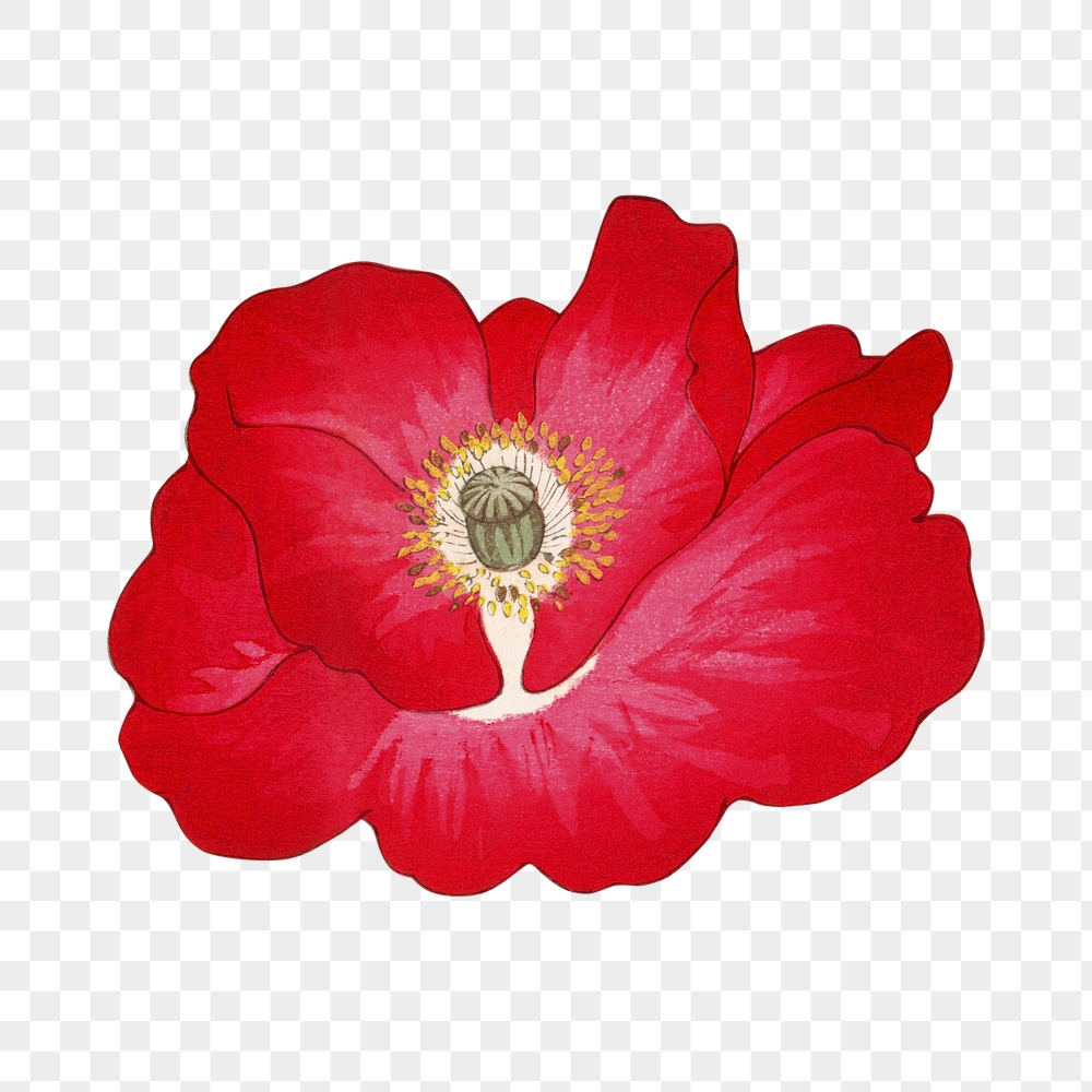 Png red poppy flower sticker, | Free PNG - rawpixel