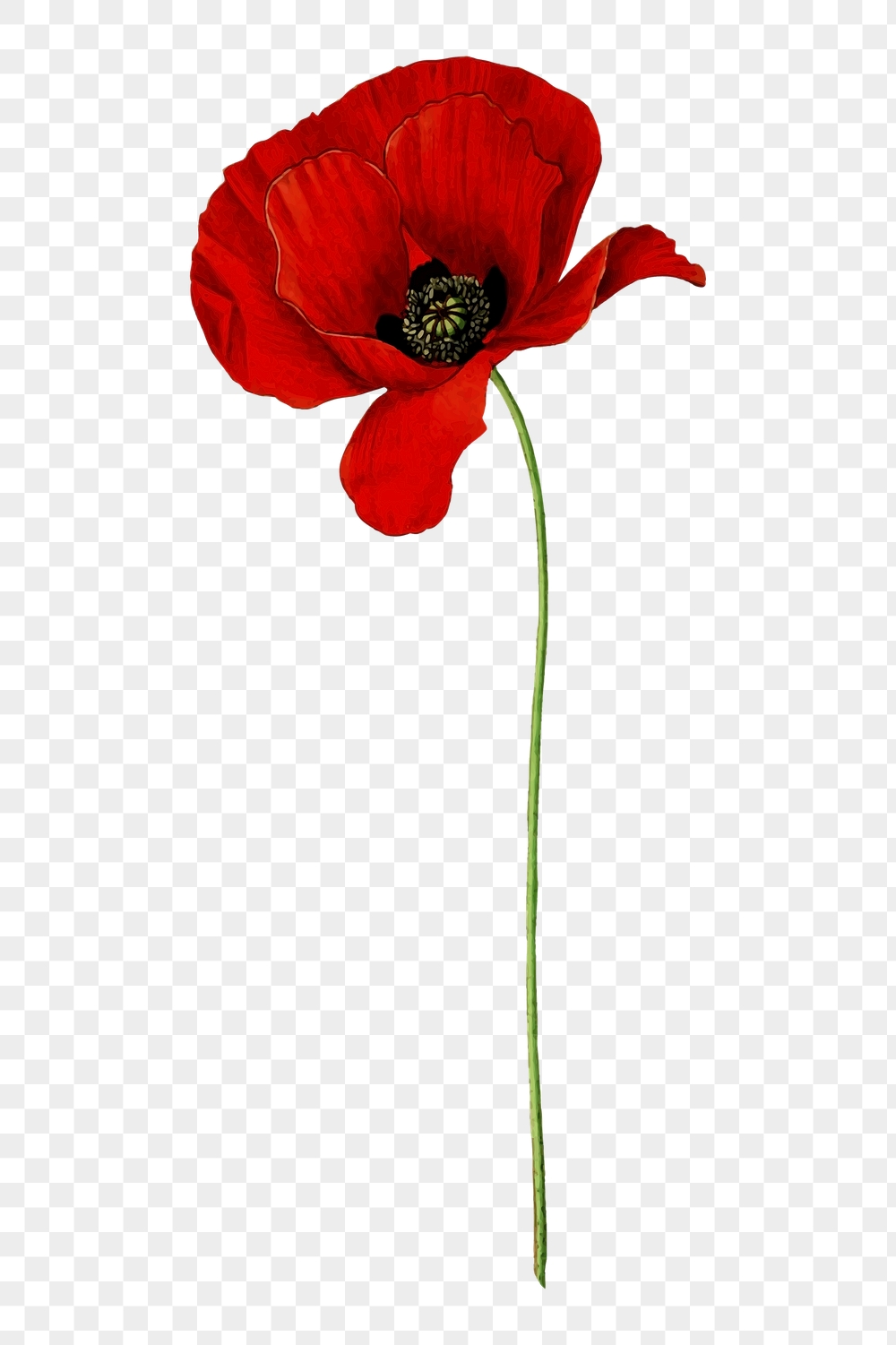 Png red poppy flower sticker, | Free PNG - rawpixel
